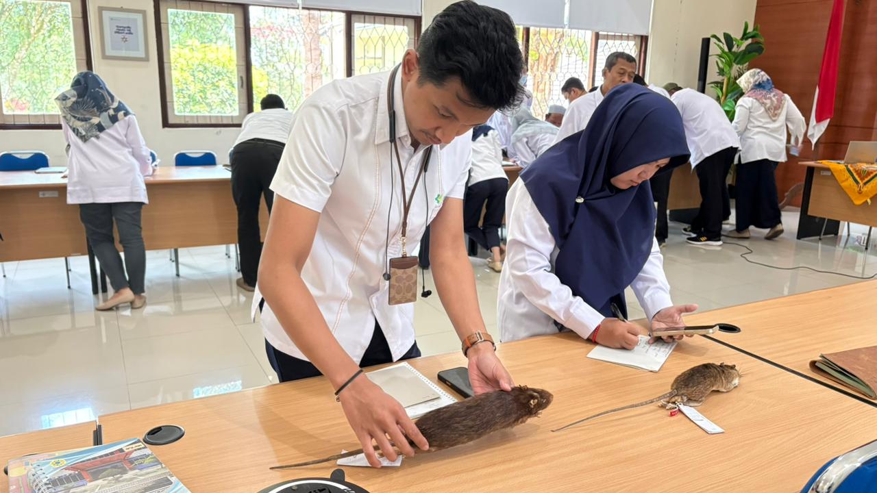 PIB Identifikasi Tikus
